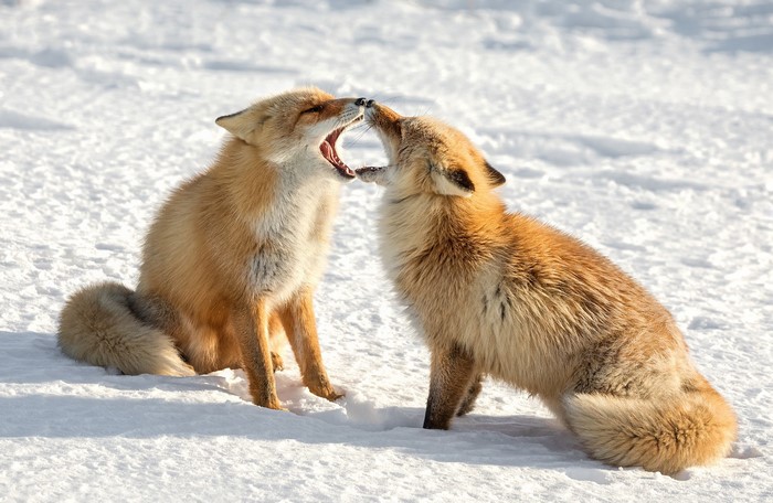 Two foxes playing in the snow