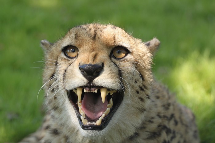 Cheetah Roaring with Fangs