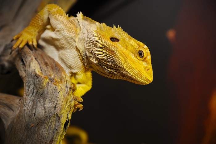 Yellow Bearded Dragon on a branch