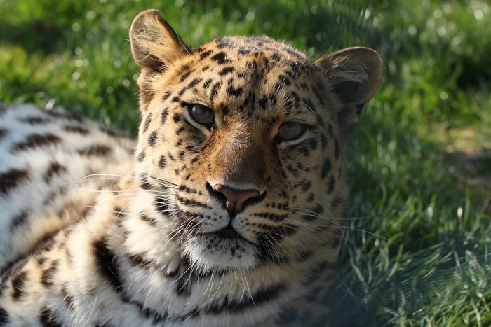Closeup of a Leopard's Head
