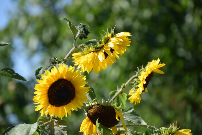 Sunflowers with Bokeh Background