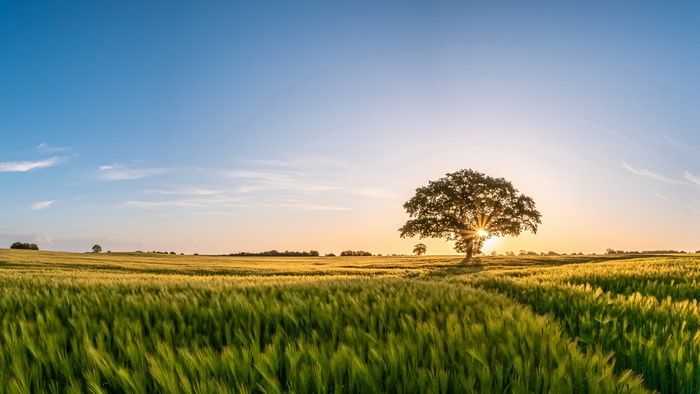 4K Field with Tree at Sunrise