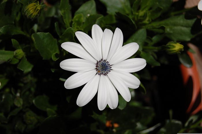 White Osteospermum flower with blue center