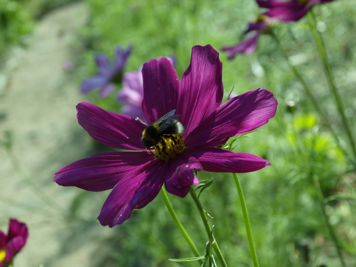 Bumblebee on a purple cosmos flower