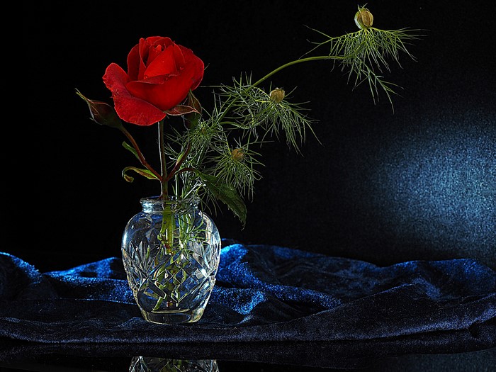 Red rose and green branches in a crystal vase