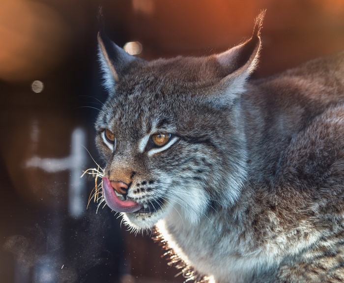 Lynx licking its nose with tongue out
