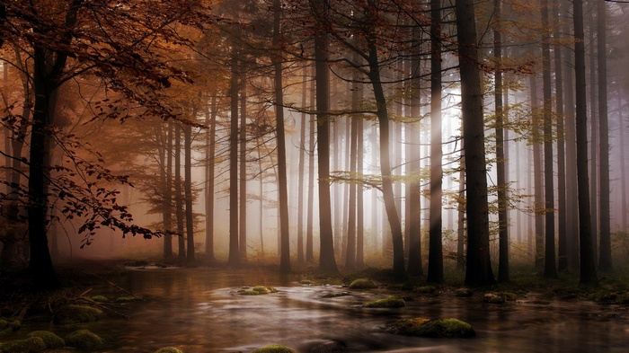 Misty forest with a stream and autumn leaves