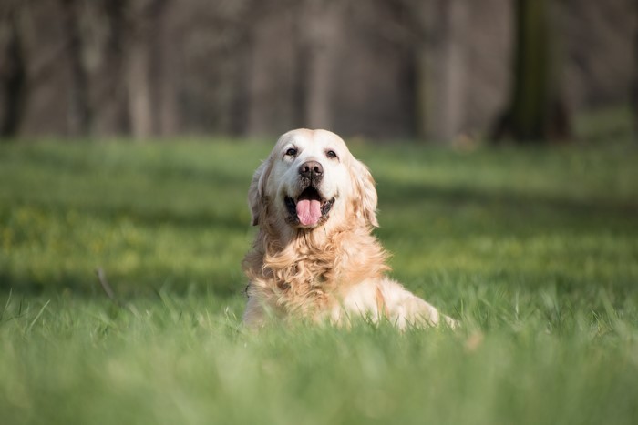 Golden Retriever lying in grass with tongue out