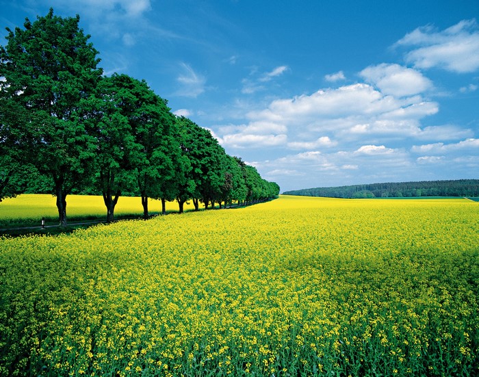 A row of trees bordering a field of yellow rapeseed flowers