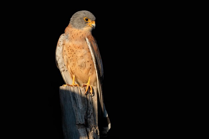 Lesser kestrel perched on a wooden post