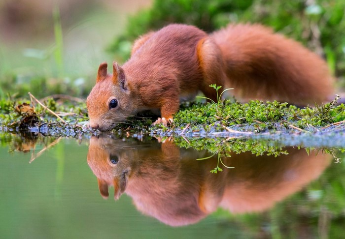 Red squirrel drinking water with reflection