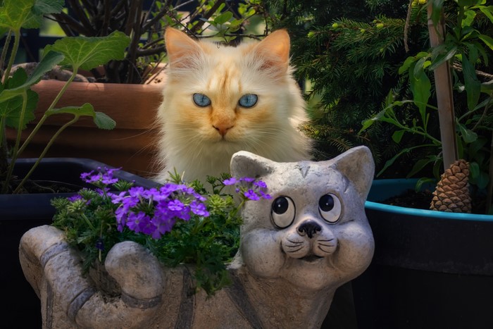 Cream colored cat with blue eyes behind purple flowers and a cat statue