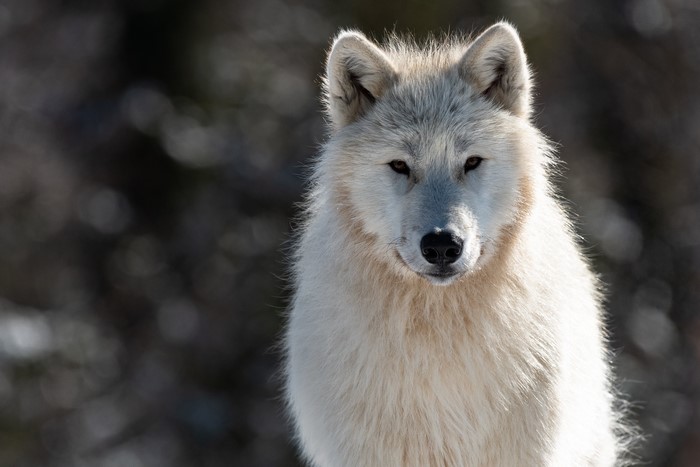Arctic wolf (Canis lupus tundrarum) looking forward