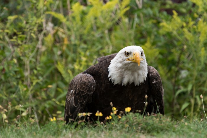 Bald Eagle in Grass