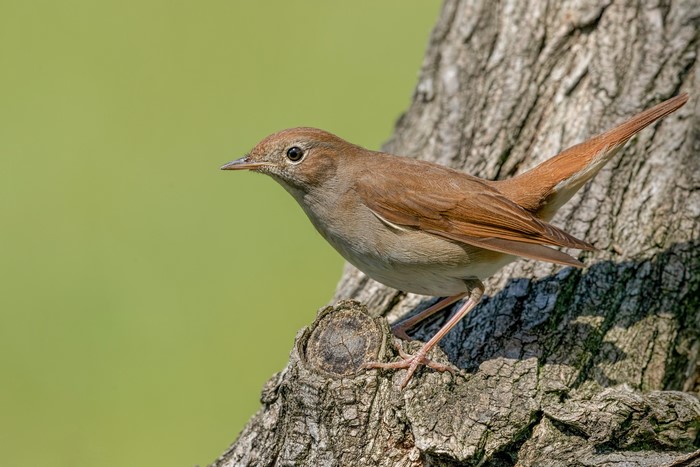 Common Nightingale perched on a tree branch
