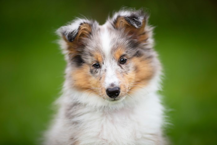 Shetland Sheepdog puppy with blue merle coat