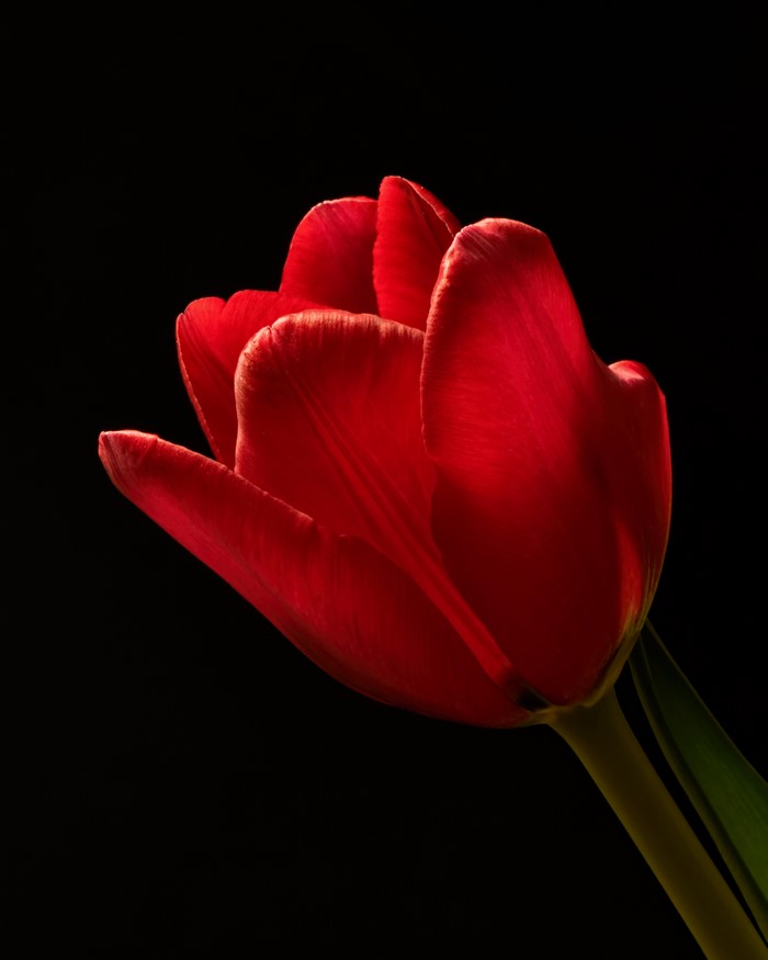 Red Tulip Closeup on Black Background