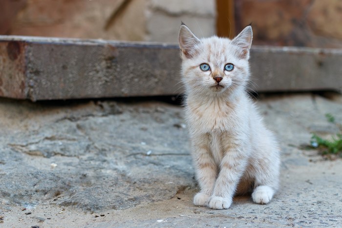 Kitten with blue eyes sitting on concrete