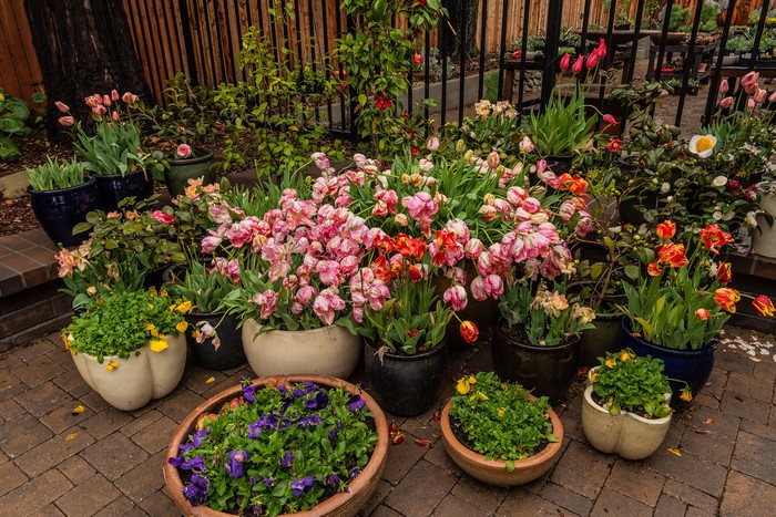 Many Tulips in Flowerpots