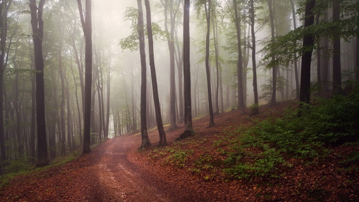 Misty forest path with fallen leaves