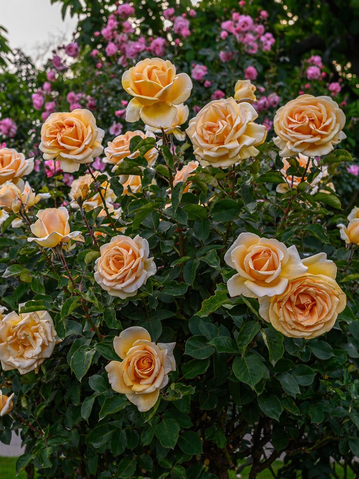 Orange Roses in a Garden