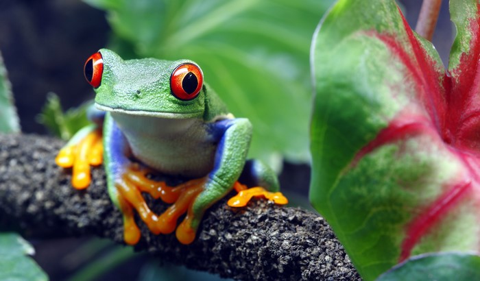 Red-eyed treefrog on a branch with plants