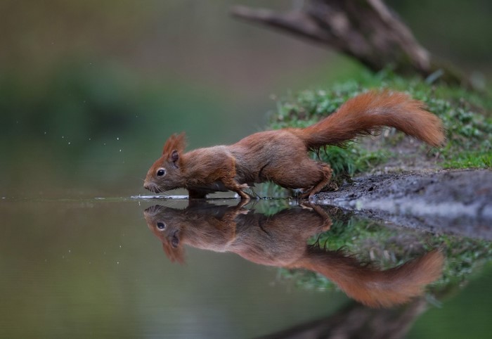 Red squirrel drinking water with reflection