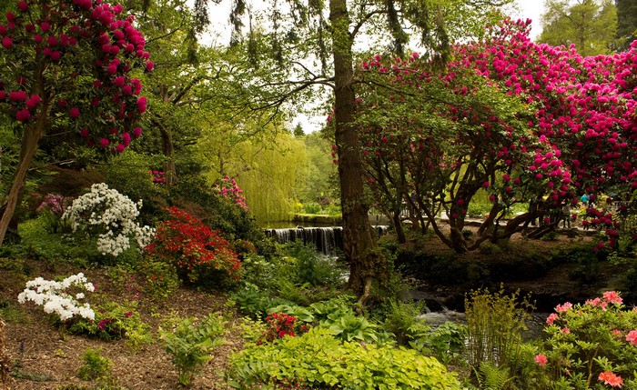 Bodnant Garden, United Kingdom, with blooming rhododendrons and a waterfall