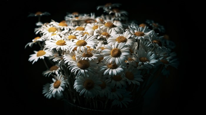 4K bouquet of white daisies on black background