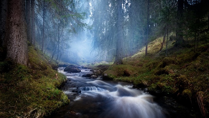 Forest stream with fog and moss
