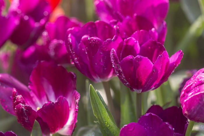 Purple Tulips with Water Drops