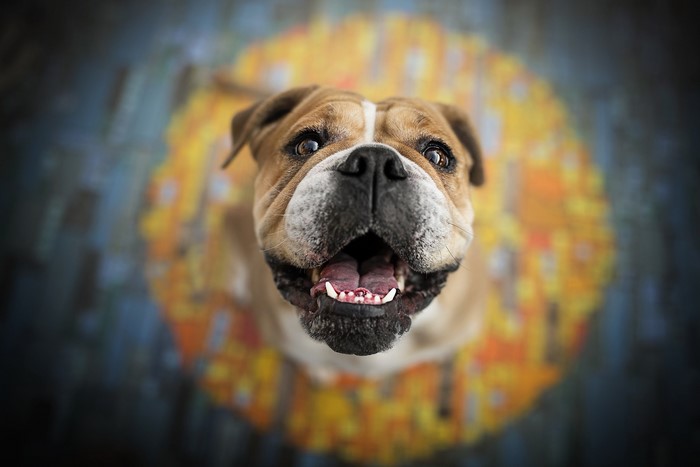 English Bulldog looking up with mouth open