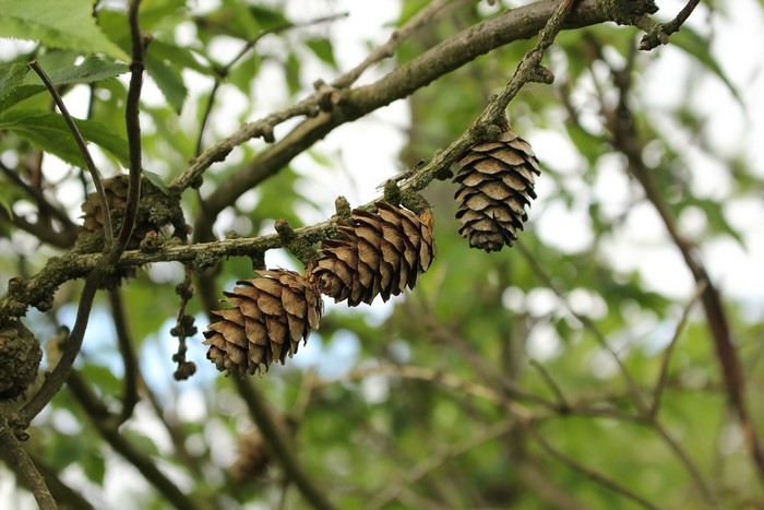 Pine cones on branches