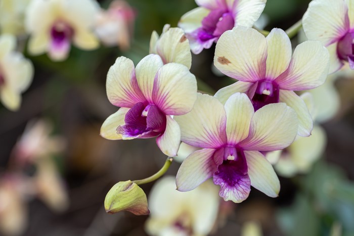 Orchid closeup with bokeh