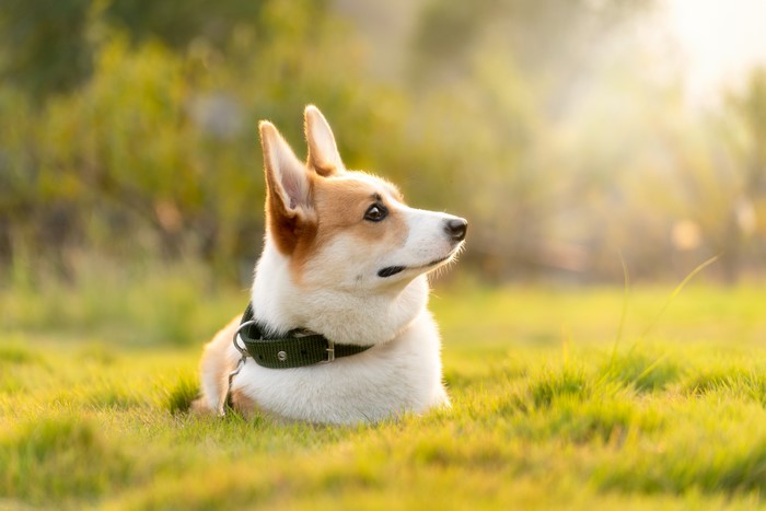 4K Welsh Corgi Resting on Grass with Bokeh
