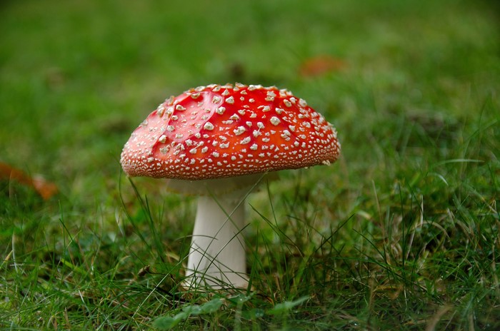 Amanita Muscaria Mushroom in Grass