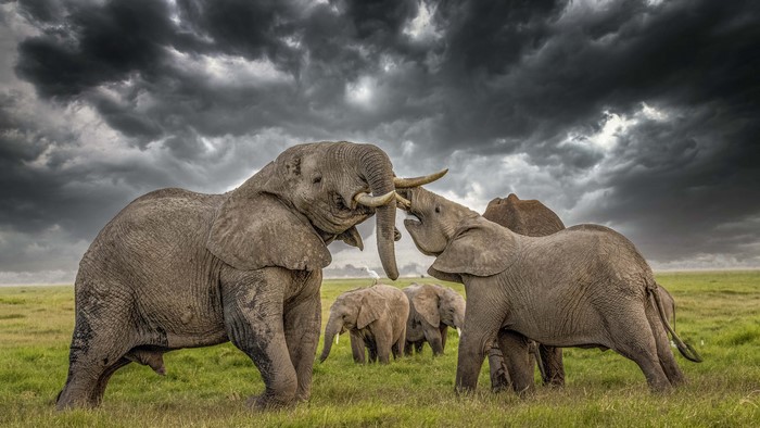 Elephants fighting under stormy skies