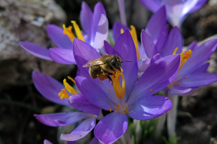 Bee on Violet Crocuses