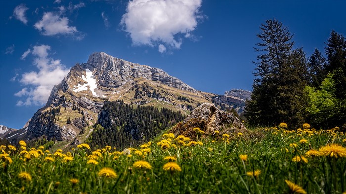 Mountain landscape with dandelions and trees in Switzerland