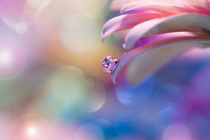 Macro shot of a water drop on a flower petal