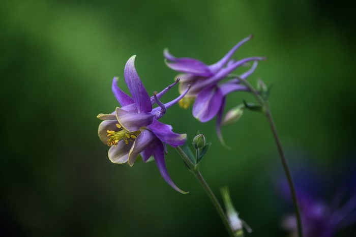 Columbine Aquilegia flowers with bokeh