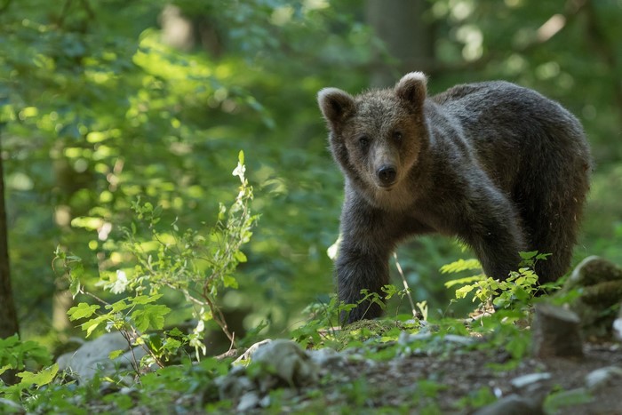 Brown bear cub in a forest