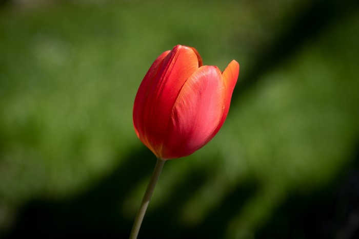 Red tulip in soft green background