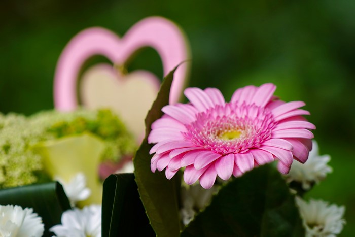 Pink Gerbera Daisy with Pink Heart Decoration