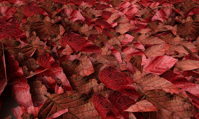 Red Autumn Foliage Texture
