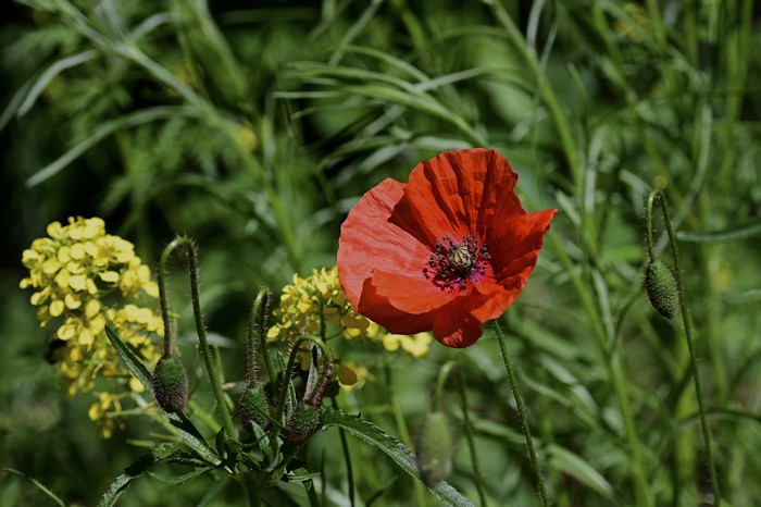 Red poppy flower with yellow flowers and buds