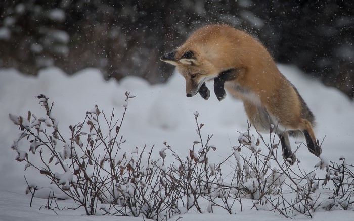 Red fox jumping in the snow