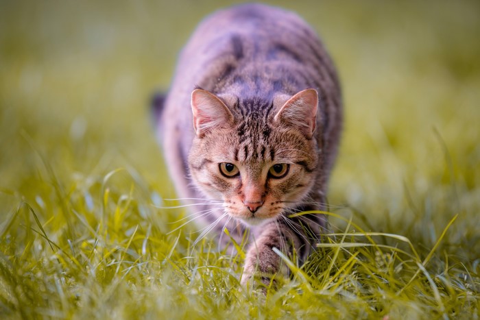 Tabby cat hunting in grass