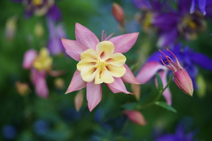 Columbine Aquilegia flower closeup