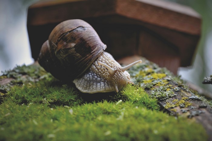 Snail on mossy branch with bokeh